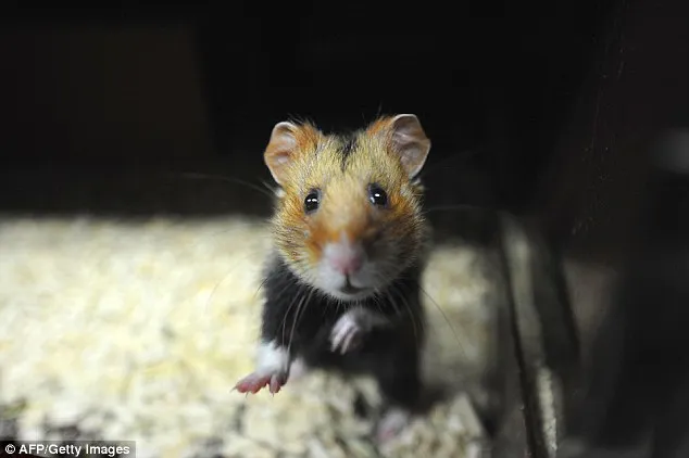 Chuột Hamster