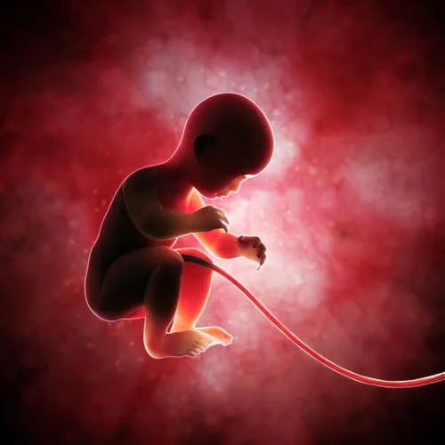 Rốn là vết sẹo trên bụng
