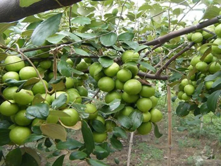 Táo ta chứa nhiều vitamin C, cao hơn 7 đến 10 lần lượng vitamin C có trong quả cam, quýt.