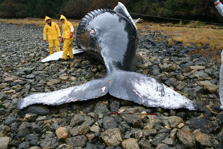 Một chú cá voi lưng gù bị mắc cạn ở Alaska, Mỹ.