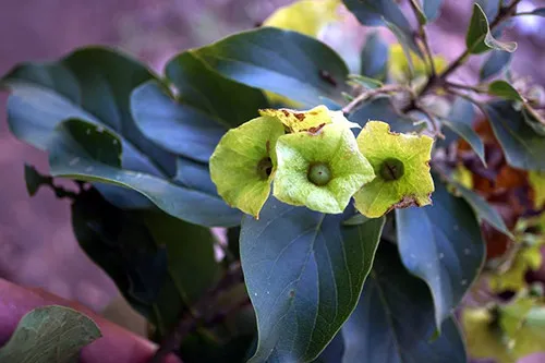 Hoa của loài cà điện Karomia fragrans.