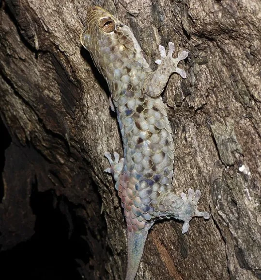 Tắc kè vảy cá Geckolepis megalepis.
