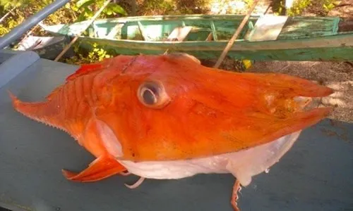 Con cá sống dưới biển sâu này có màu đỏ cam khá độc đáo.