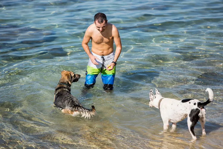 Tel Aviv được xem là thành phố có tỷ lệ chó được nuôi trên đầu người cao nhất thế giới.