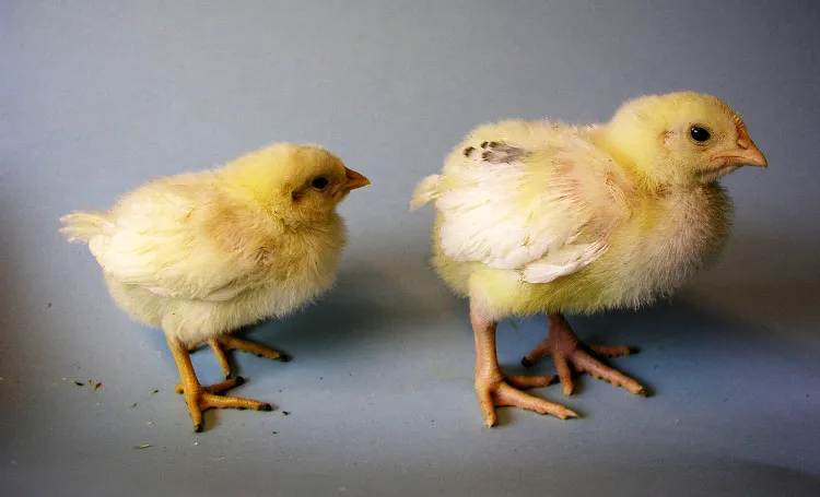 TeraEgg không phải là công nghệ duy nhất được phát triển nhằm ngăn chặn việc tàn sát gà con.
