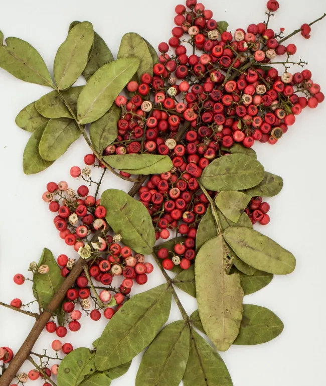Các thầy thuốc cổ truyền ở vùng Amazon đã sử dụng Peppertree Brazil hàng trăm năm qua để điều trị nhiễm trùng da