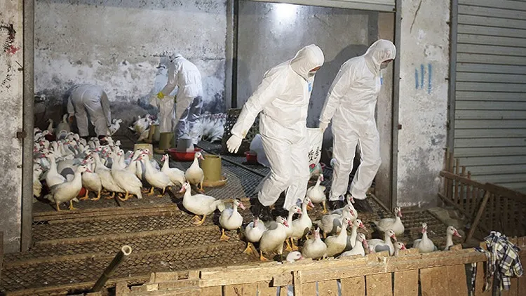 Các nhà chức trách y tế tiêu hủy vịt tại tỉnh Chiết Giang