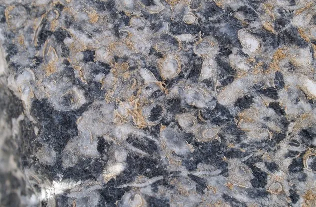 Bãi đá ngầm 548 triệu năm tuổi