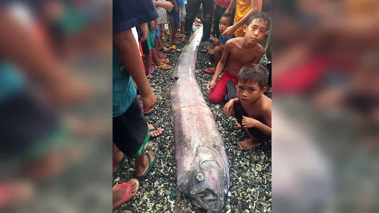 Con cá oarfish xuất hiện ở Cagayan de Oro.