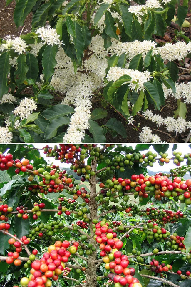 Không ai có thể tin được, cà phê lần đầu tiên được phát hiện từ những chú dê biết... nhảy nhót.