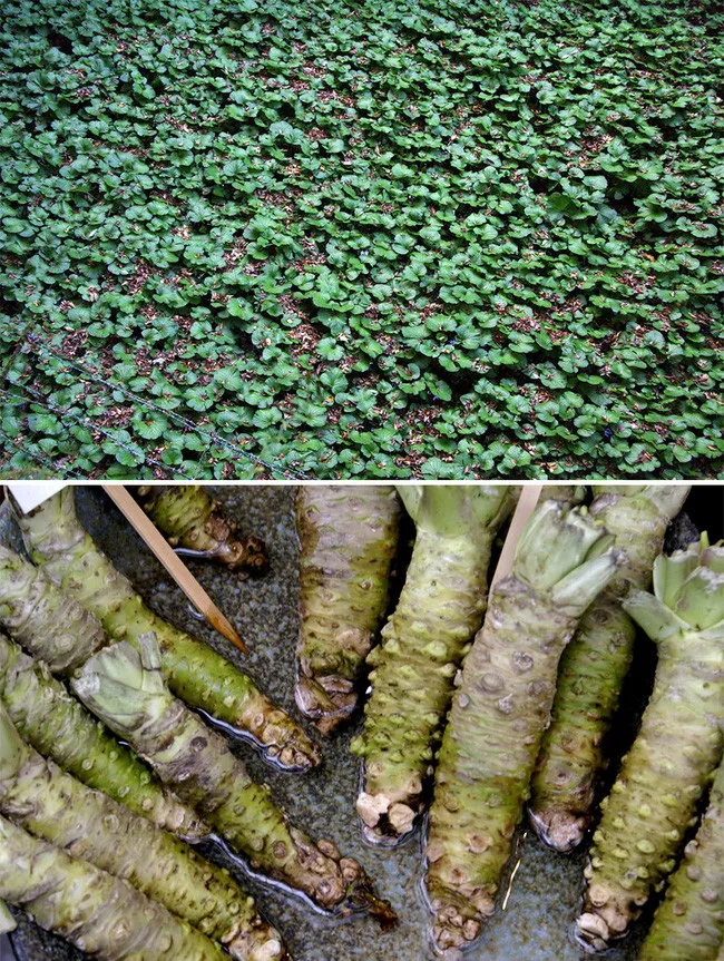 Thực chất, wasabi chúng ta ăn được mài từ phần củ và rễ của cây wasabi, chúng có vị cay nồng pha chút ngọt.