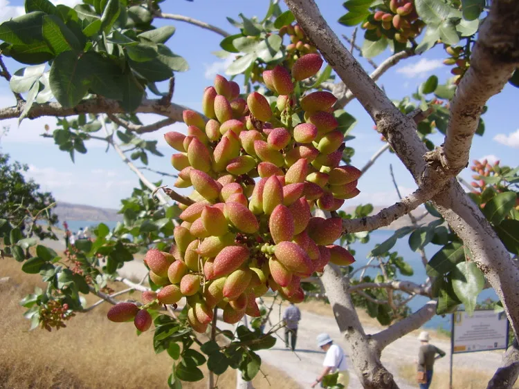 Hàm lượng cao các chất chống oxy hóa như vitamin A và E trong hạt dẻ cười có thể giúp cơ thể chống lại chứng viêm