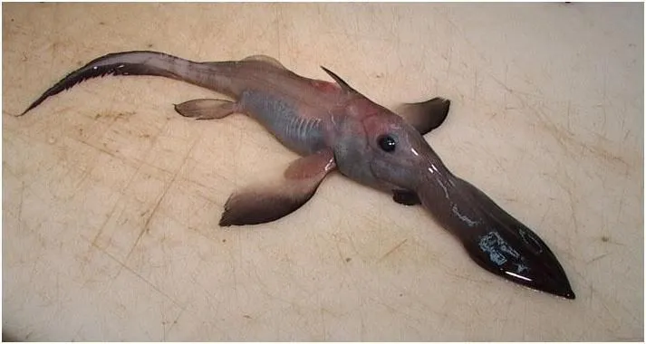 Chimaera mũi dài - sở hữu một cái mũi như vòi voi.