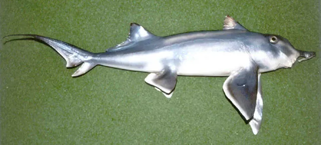 Chimaera mũi chẻ.