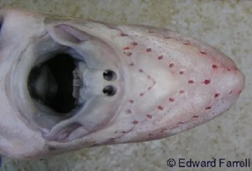 Đây gần như là loài cá duy nhất thực sự có "lỗ mũi".