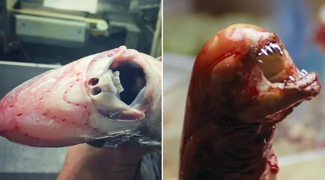Giống quái vật Alien trong phim hơn là sinh vật có thật...