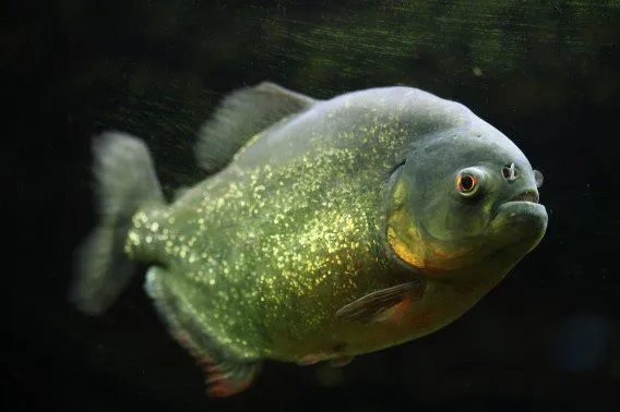 Cá piranha