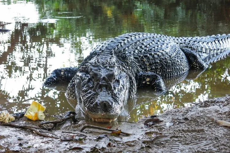 Cá sấu đen Caiman