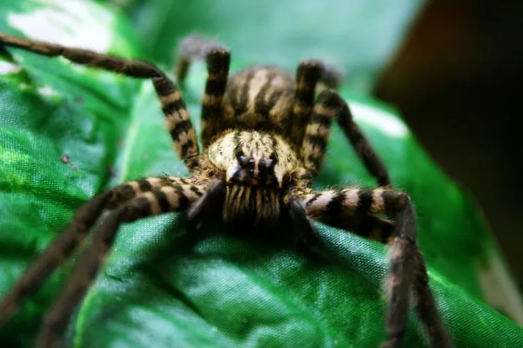 Nhện độc Brazil