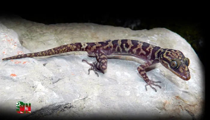 Thằn lằn chân ngón sơn - Cyrtodactylus soni