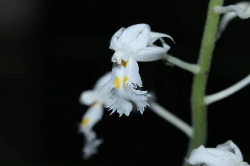 Đặc điểm nhận dạng loài Podochilus rotundipetala Aver. et Vuong.