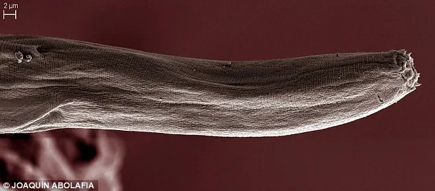 Loài giun này cần cả đực cả cái để sinh sản, nhưng con đực tuyệt nhiên không thấy bóng dáng của dương vật đâu.