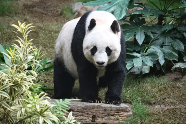 Cơ thể gấu trúc có màu đen và màu trắng.