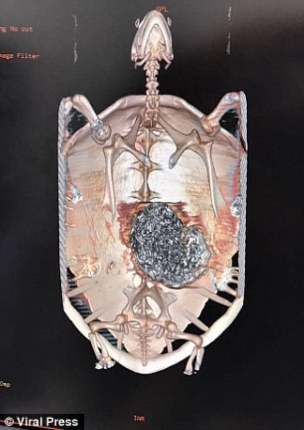 Ảnh chụp X-quang khối tiền xu trong bụng rùa.