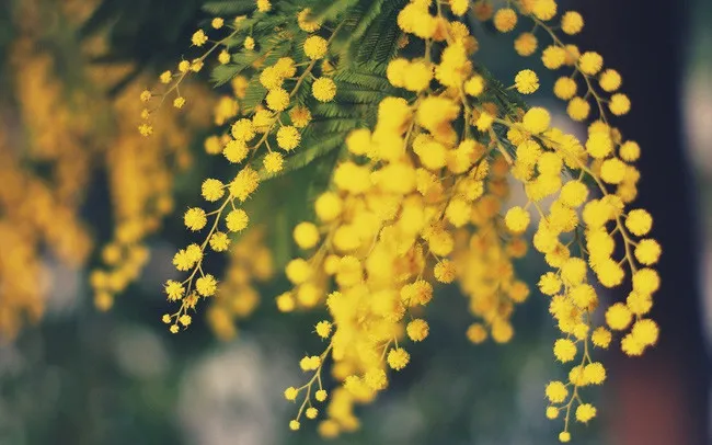 Hoa Mimosa vàng
