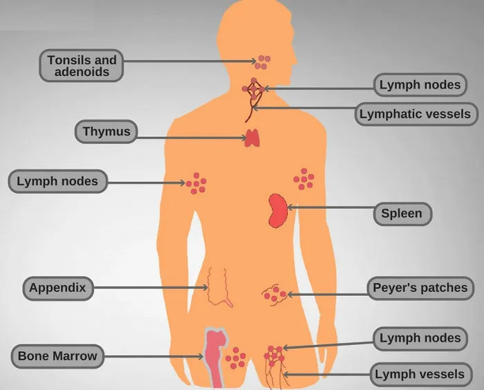Người già dễ nhiễm bệnh do hệ thống miễn dịch của họ suy yếu dần theo thời gian.