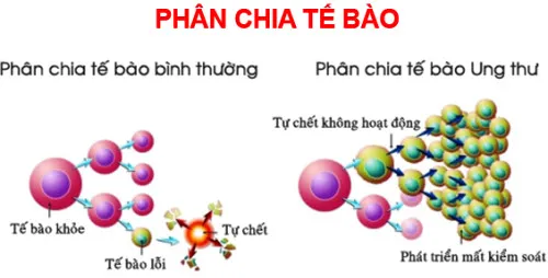 Sự khác nhau giữa tế bào bình thường và ung thư.