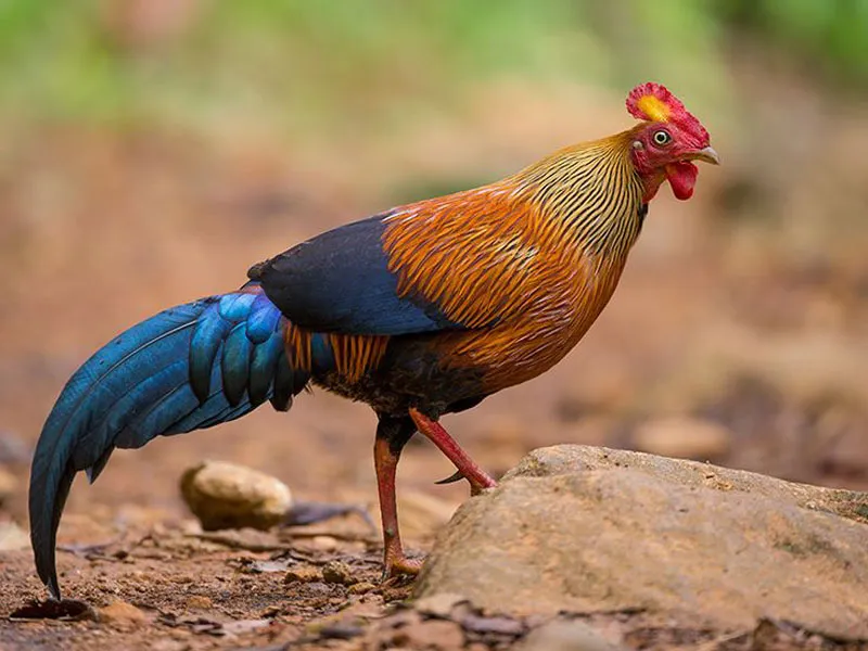 Nó là thành viên của bộ Galliformes.