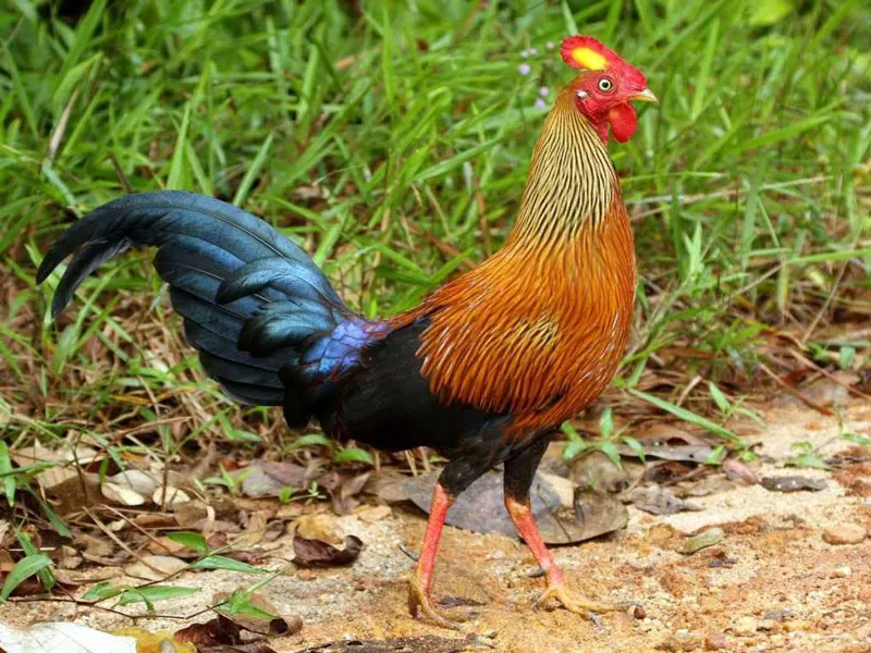 Gà rừng Tích Lan
