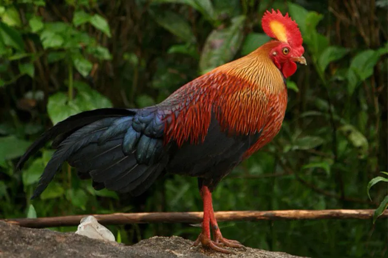 Gà rừng Sri Lanka
