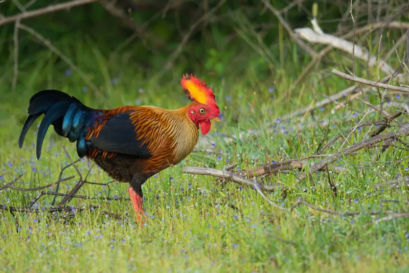 Quốc điểu của Sri Lanka