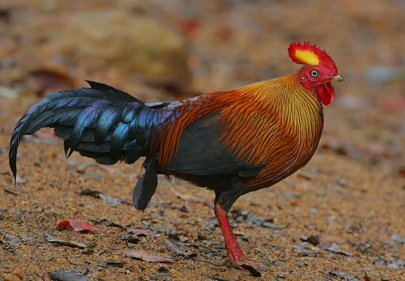 Gà rừng Sri Lanka có tên khoa học là Gallus Lafayetii.