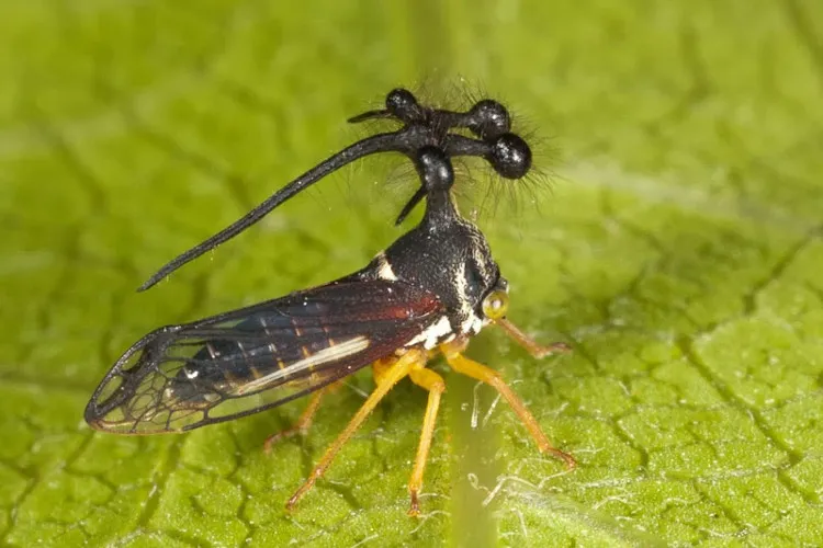 Chẳng hiểu vì sao loại bọ Treehopper này có thể sinh ra và tồn tại được trên mảnh đất Brazil.