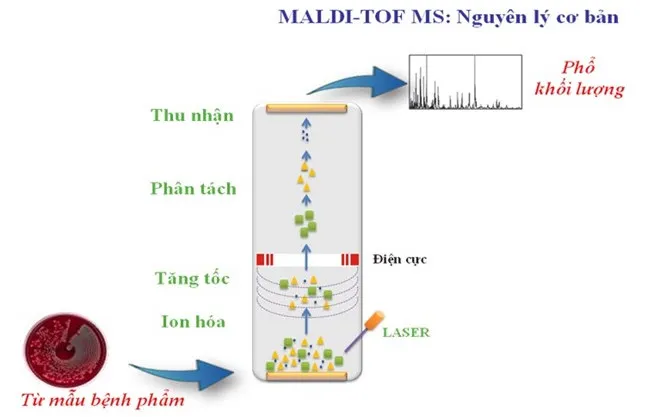 Định danh vi sinh vật là công đoạn vô cùng quan trọng nhằm xác định nguy cơ nhiễm vi sinh trong quá trình sản xuất.