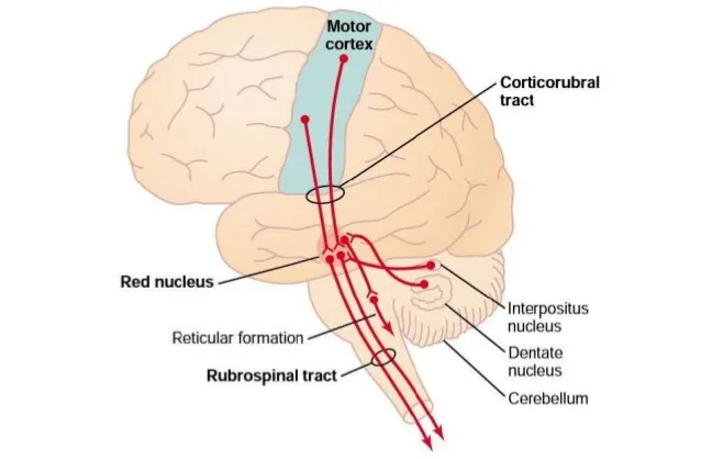 Vị trí vùng vận động trên vỏ não (motor cortex).
