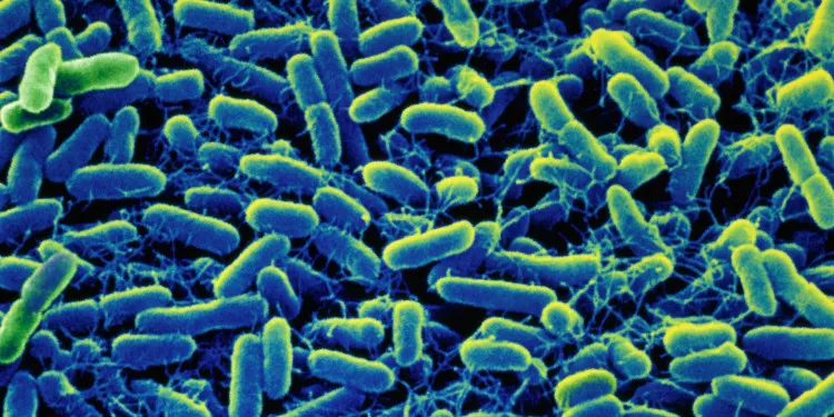 Thương hàn là sự nhiễm khuẩn Salmonella ở bao tử và ruột.