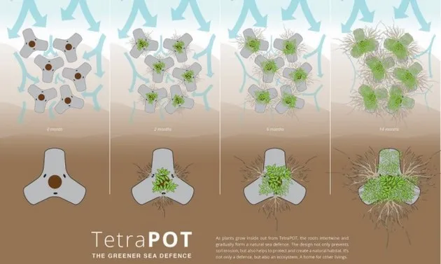 Hệ thống TetraPot khi được đưa vào hoạt động, có khả năng hồi phục 35-50% hệ thống rừng ngập mặn đã bị chết.