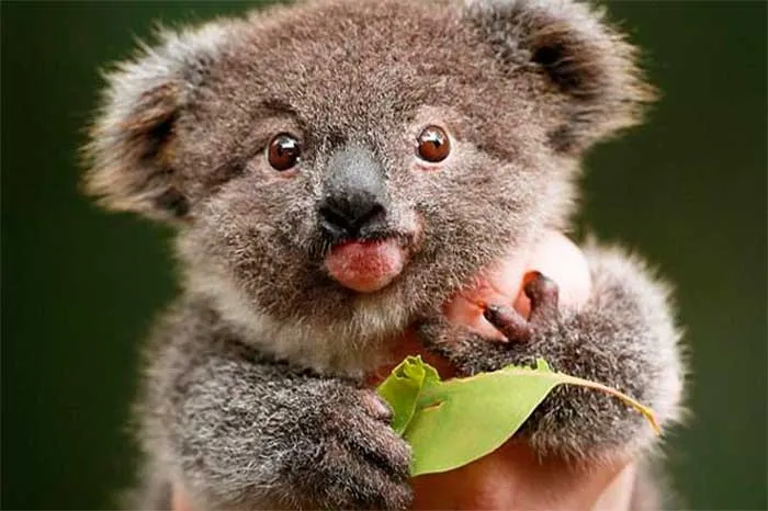 Trong ảnh là một con gấu koala mắc bệnh Down