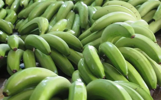 Chuối xanh giàu kháng tinh bột, chất khoáng và vitamin.