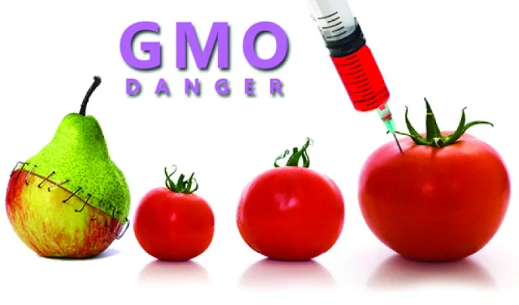 Nhiều GMO có nghĩa là sử dụng nhiều chất hóa học hơn.