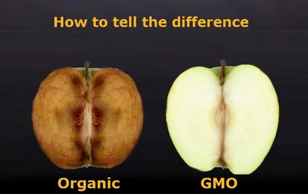 GMO không như quảng cáo