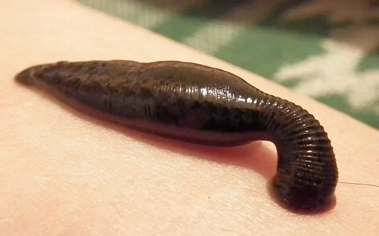 Nuôi đỉa