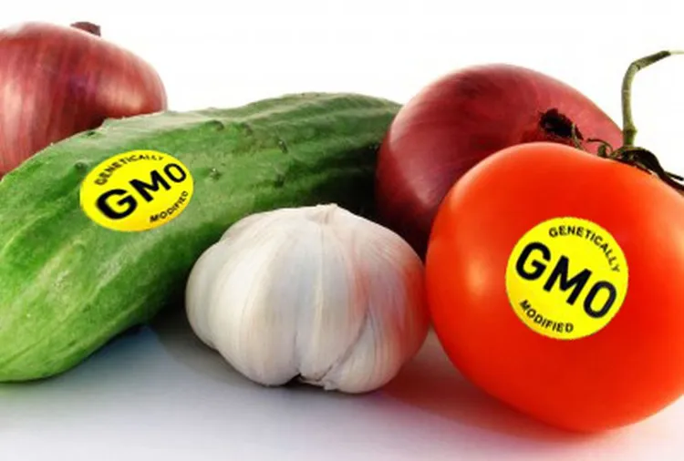 Những loại thực phẩm biến đổi gene GMO hiện đang rất phổ biến trong nông nghiệp trên thế giới.