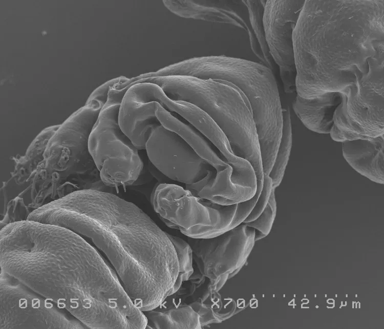 Khuôn mặt/ ảnh chụp phía trước mặt của tardigrade.