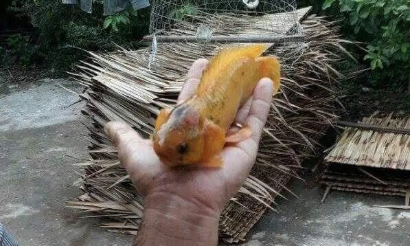 Con cá rô kỳ lạ tại Vĩnh Long.