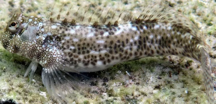 Họ cá blenny.